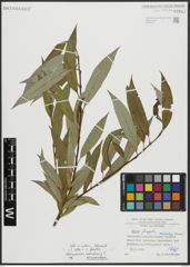 Foto von Salix alba L. x Salix fragilis L.
